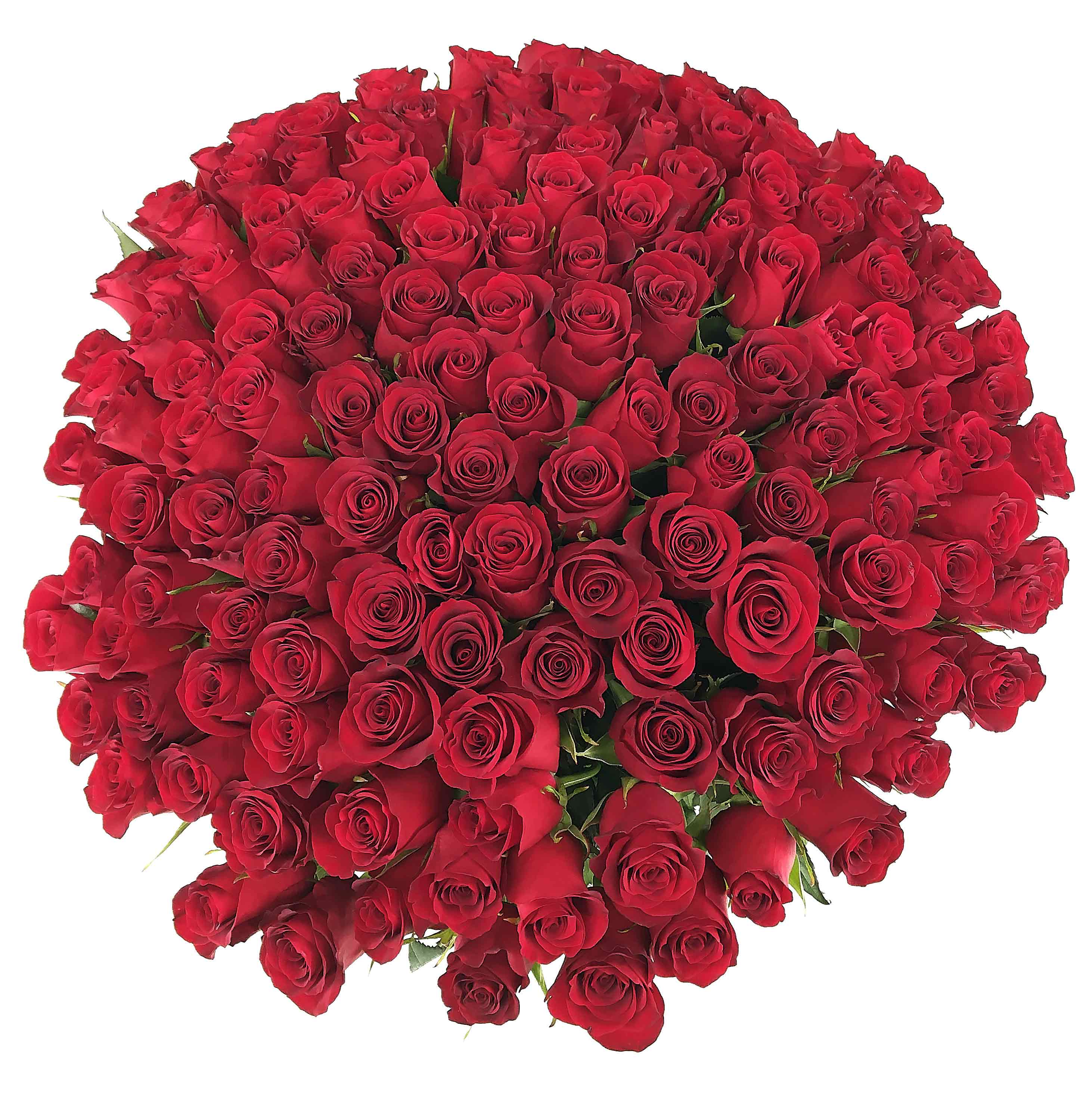 101 красная роза 70 см